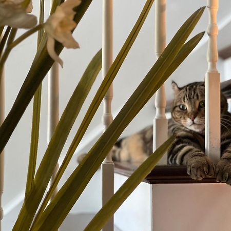 Gite Du Cameleon Sherbrooke Zewnętrze zdjęcie
